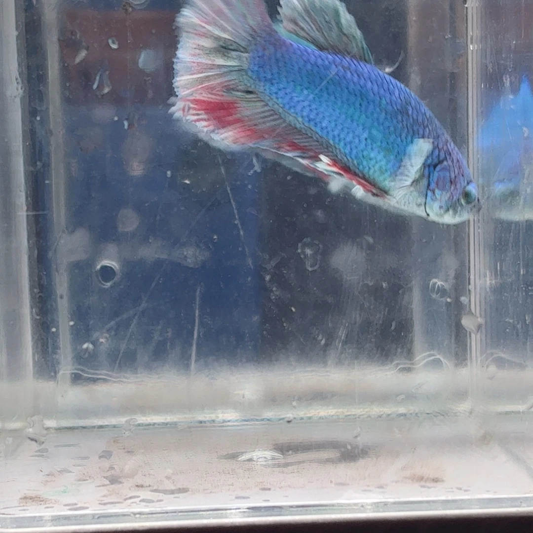 斗鱼泰国斗鱼直播55