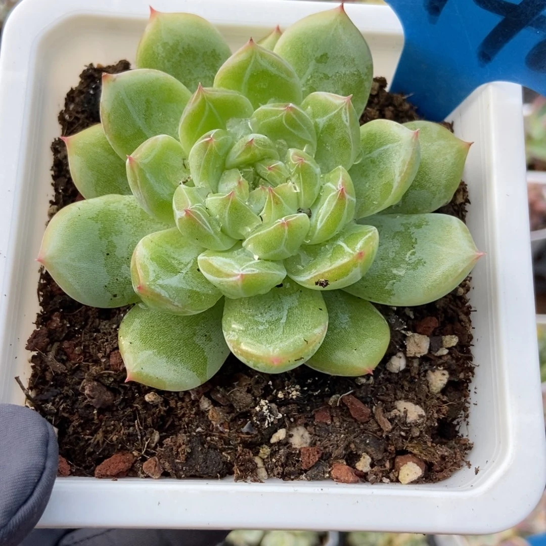6148雪花珍妮多肉