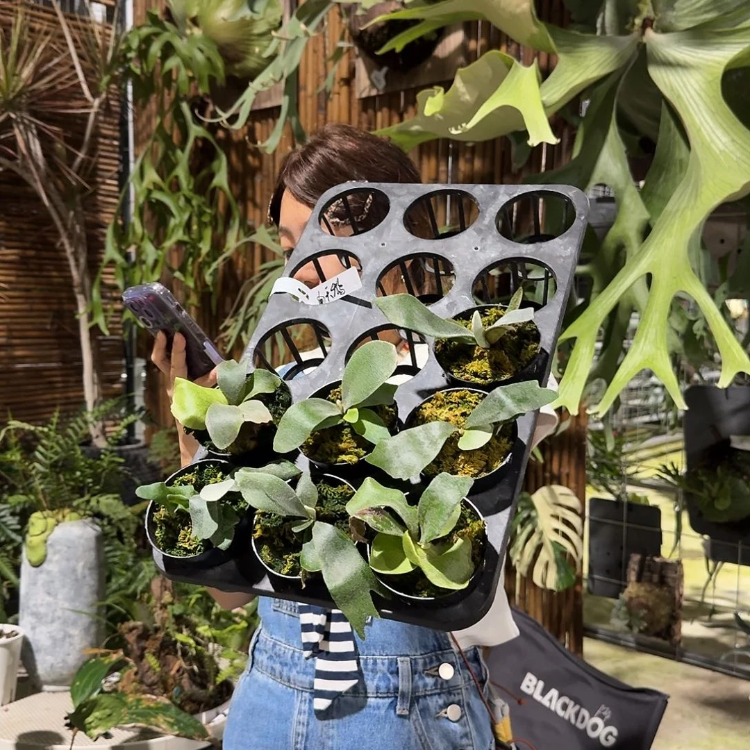 不开花植物白天鹅孢子苗（杯苗）随机发货