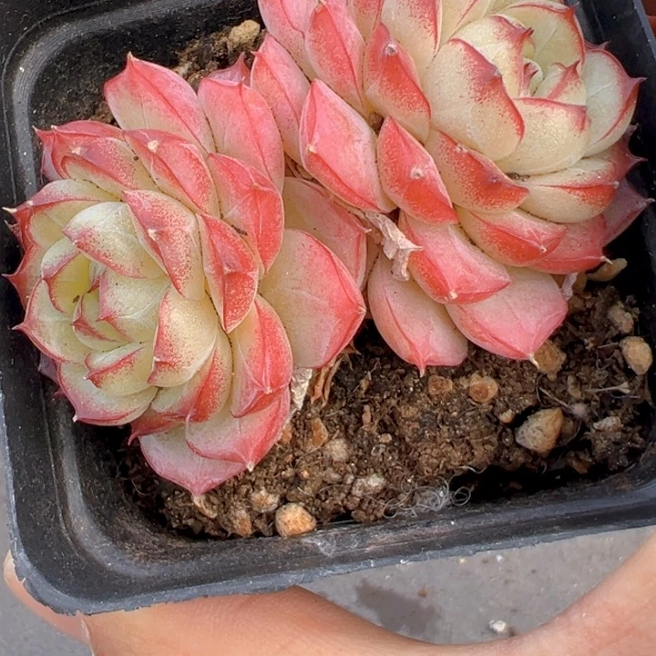 双头女王珍妮【一物一拍】两单包邮