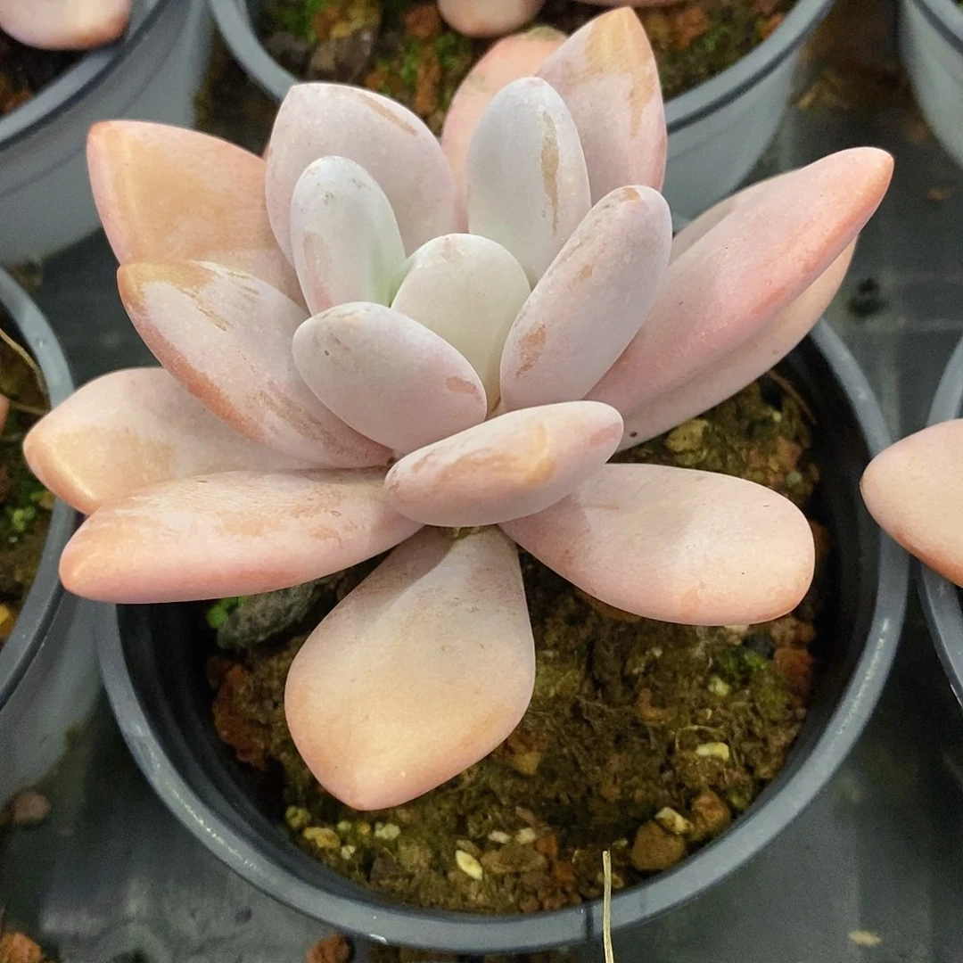 27。单头粉兔。福利多多