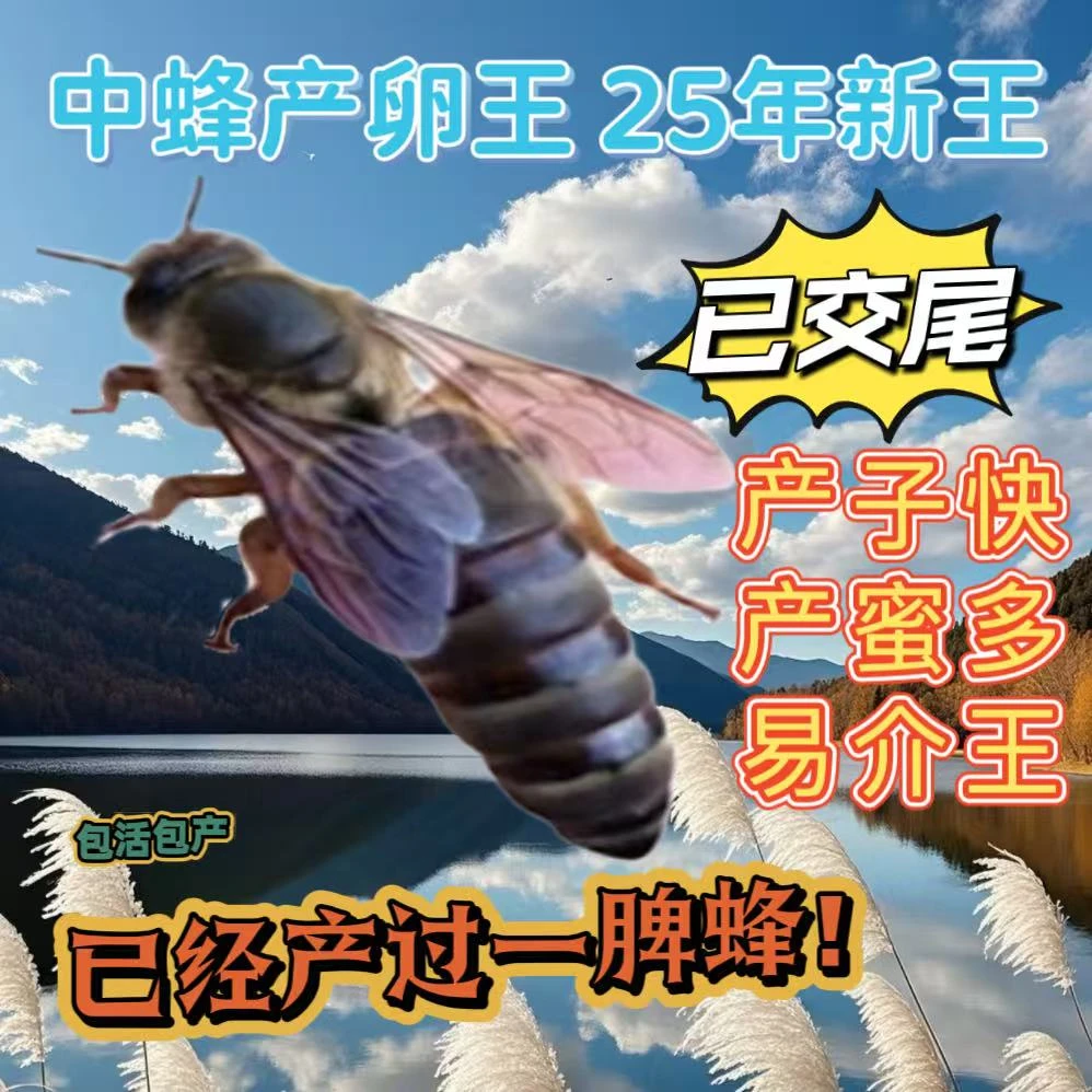 【中蜂新产王】阿坝伏牛土蜂新产王带王笼发货