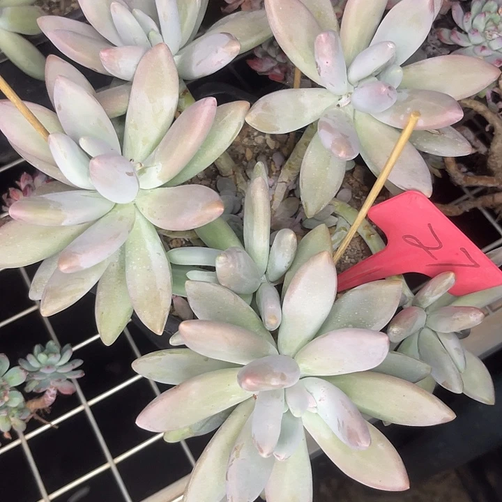 2单包邮，一物一拍27才兰地