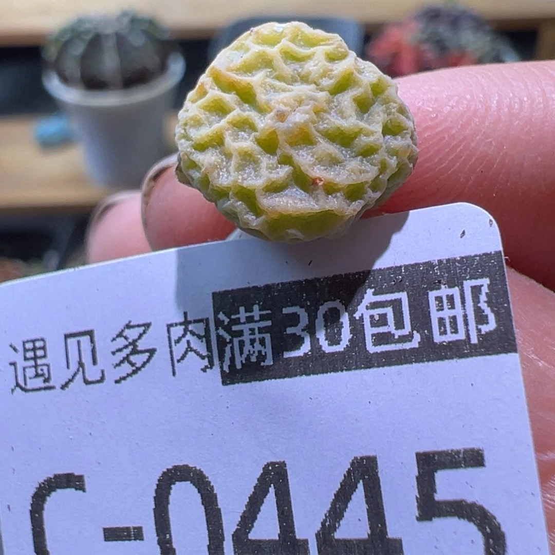 多肉植物11111111111