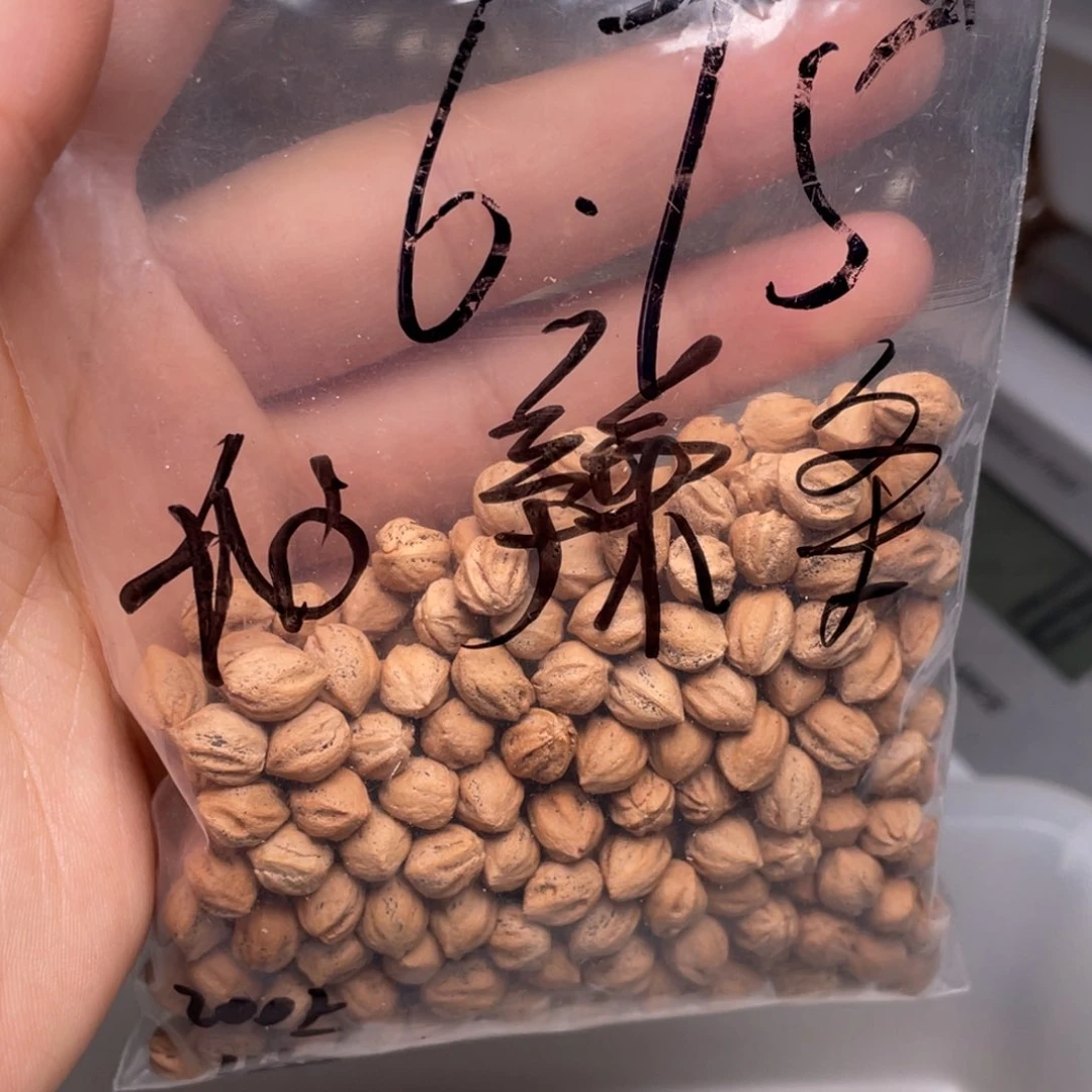 柏香籽/百香籽吊坠我**呢