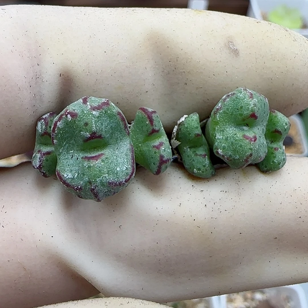 804平头斑马福利