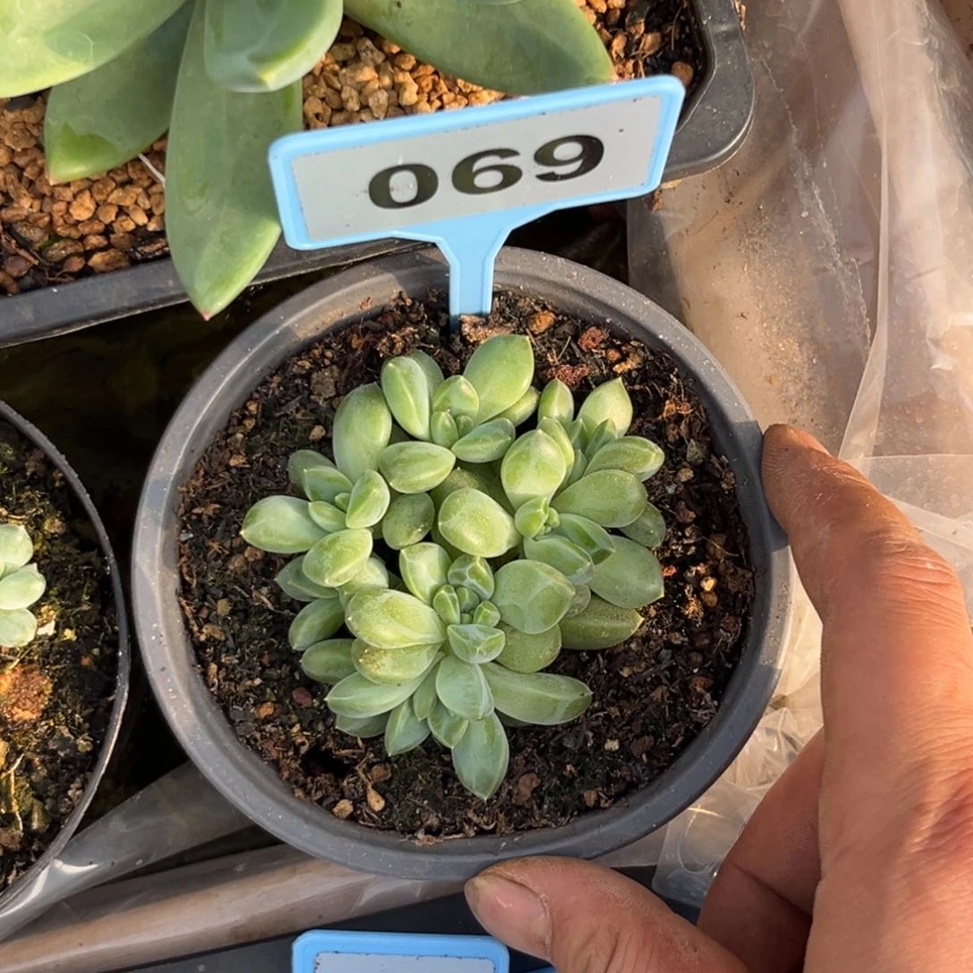 多肉植物雨花石069