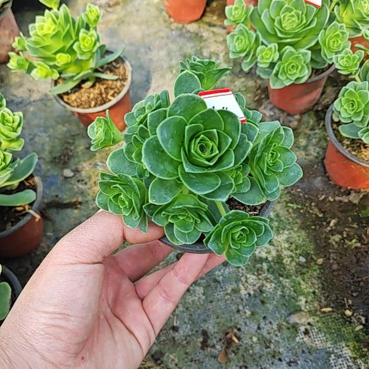 山地玫瑰多肉 154