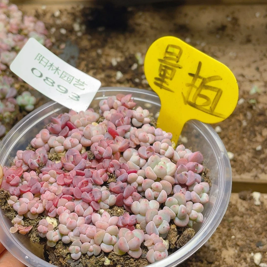 量拍多肉植物多肉植物893