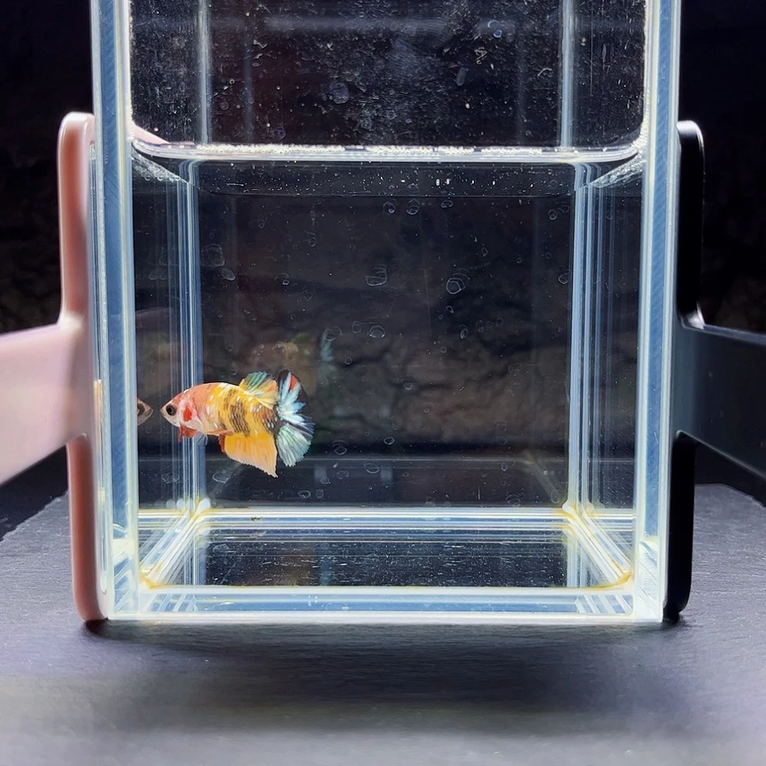 海水宙斯斗鱼竞拍09-08