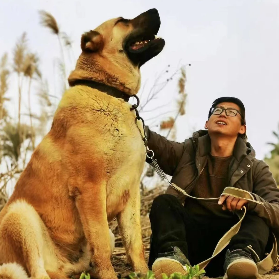 【开封海轩】高端中亚猎狼犬活体狗狗