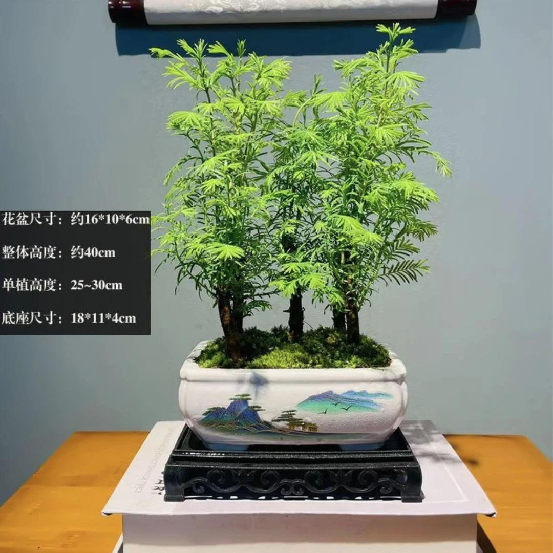 精品水杉南天竹丛林盆景室内好养四季常青客厅办公室桌面绿植