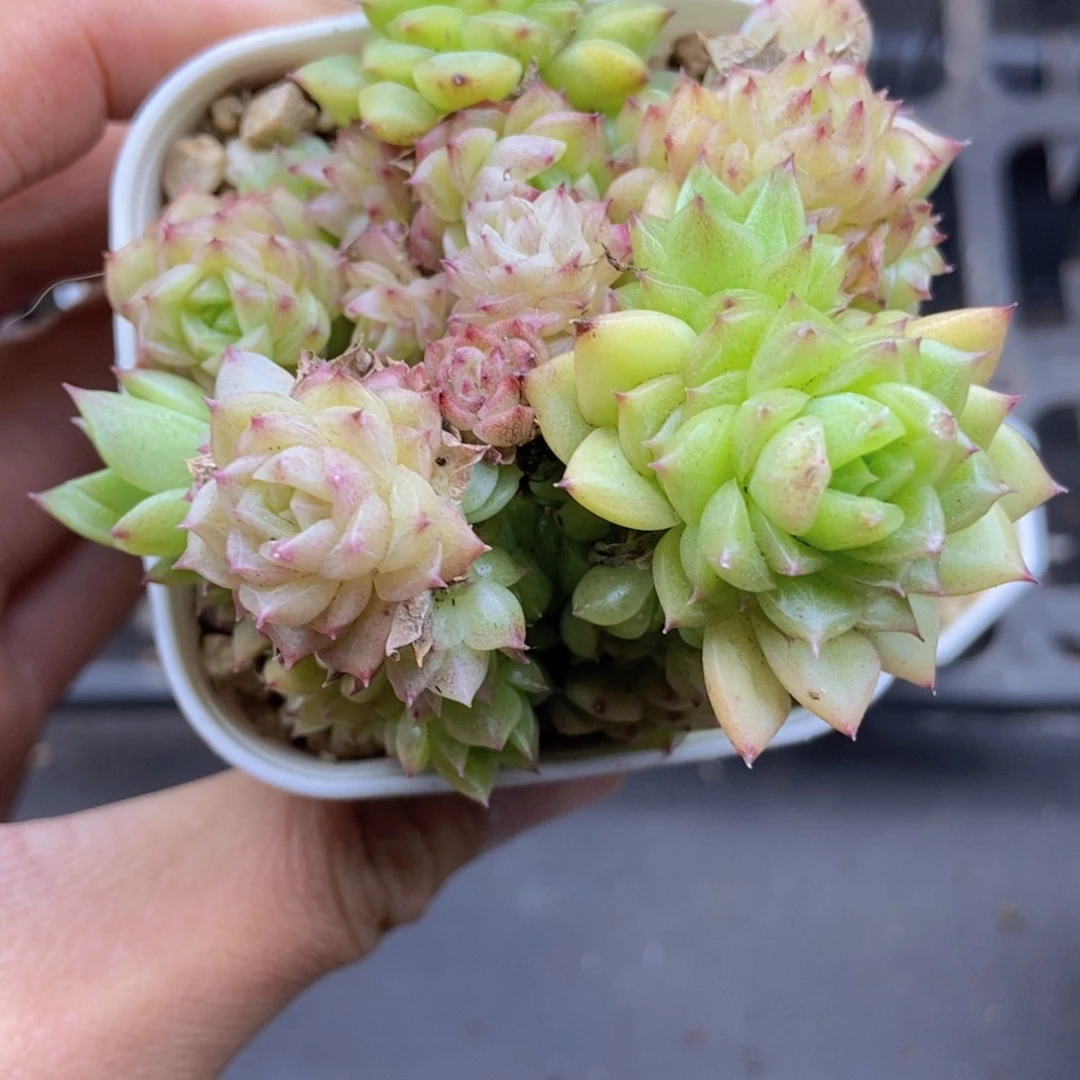 春泥家一单包邮M99