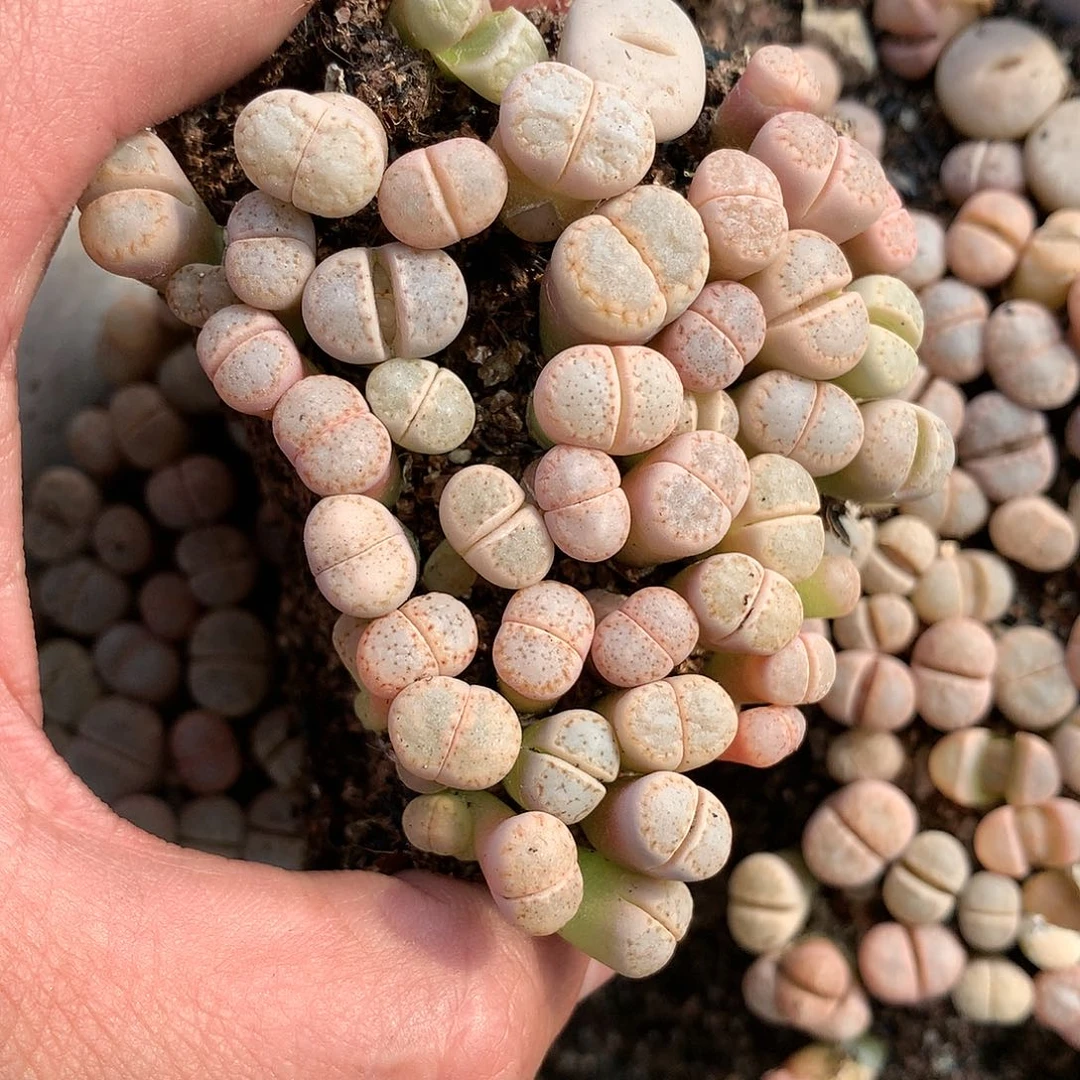 淼*媛A94多肉植物保护研究所