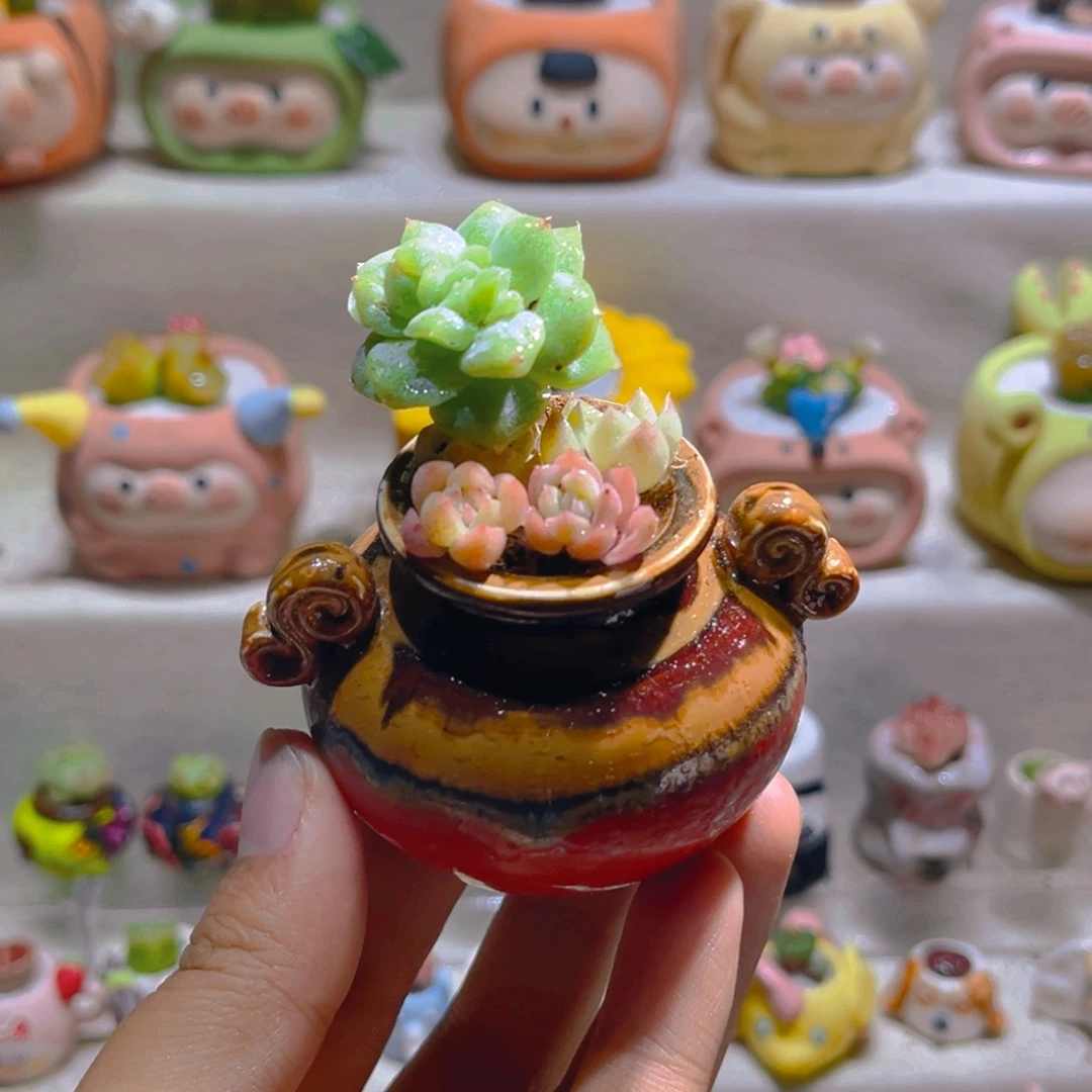 017高端多肉带盆土一套20