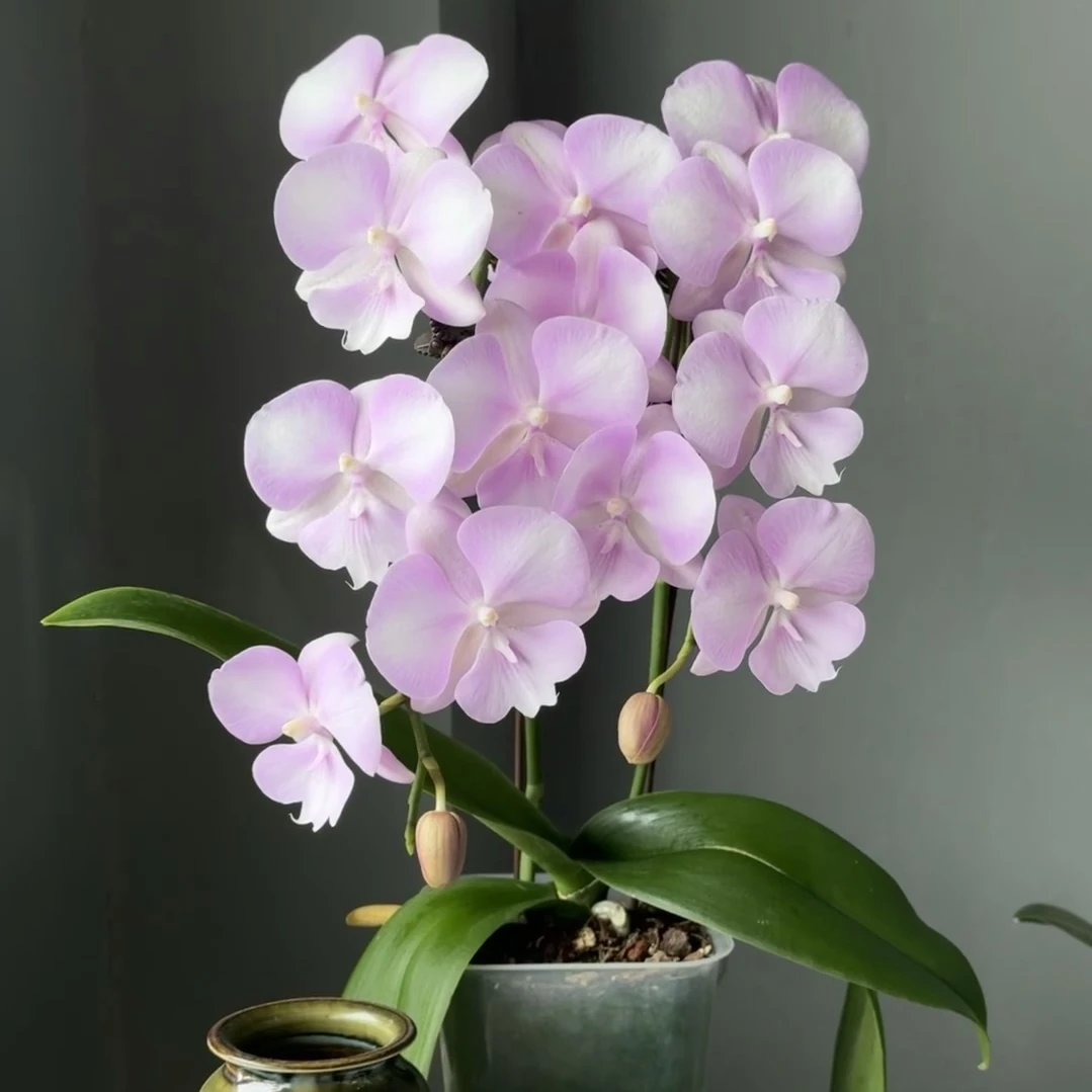 安组【骑士】3.5寸加高杯 带花键发货