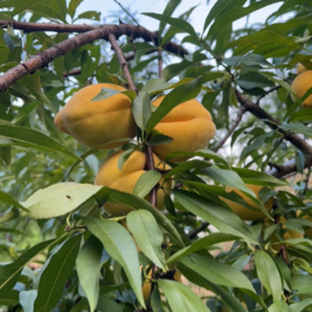 （助农代卖）农村老表阿姨新鲜水果新华梨，杨梅 李子等鲜干类