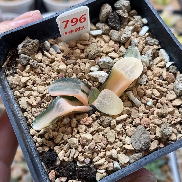 796点点寿一物一拍