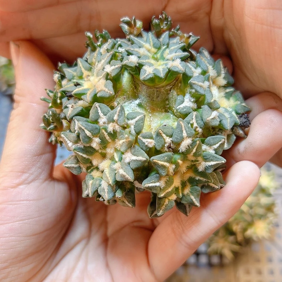 苗接黑牡丹群无根7公分1颗