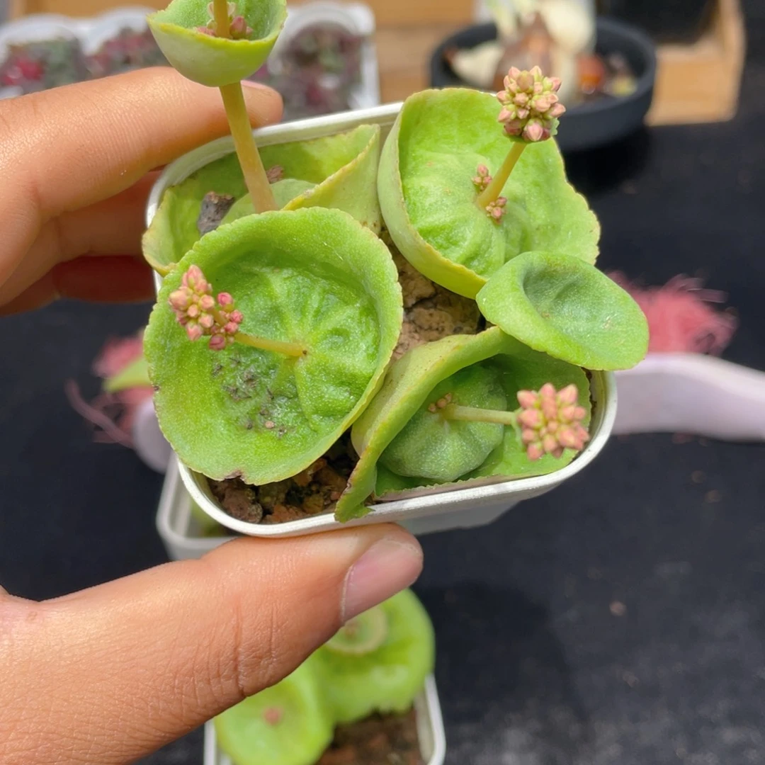 小雨伞多肉9.9包邮发货