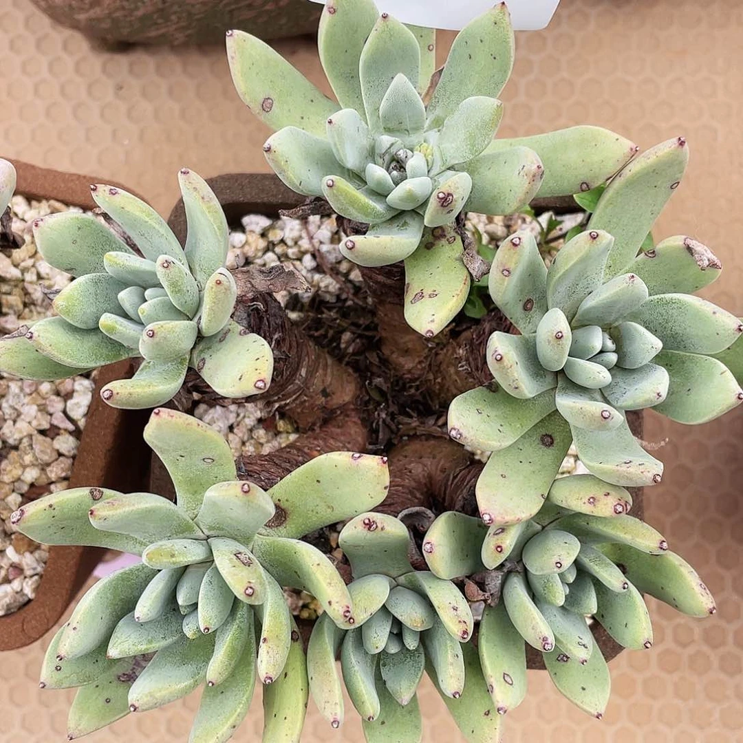 泡芙苹果叶老桩605