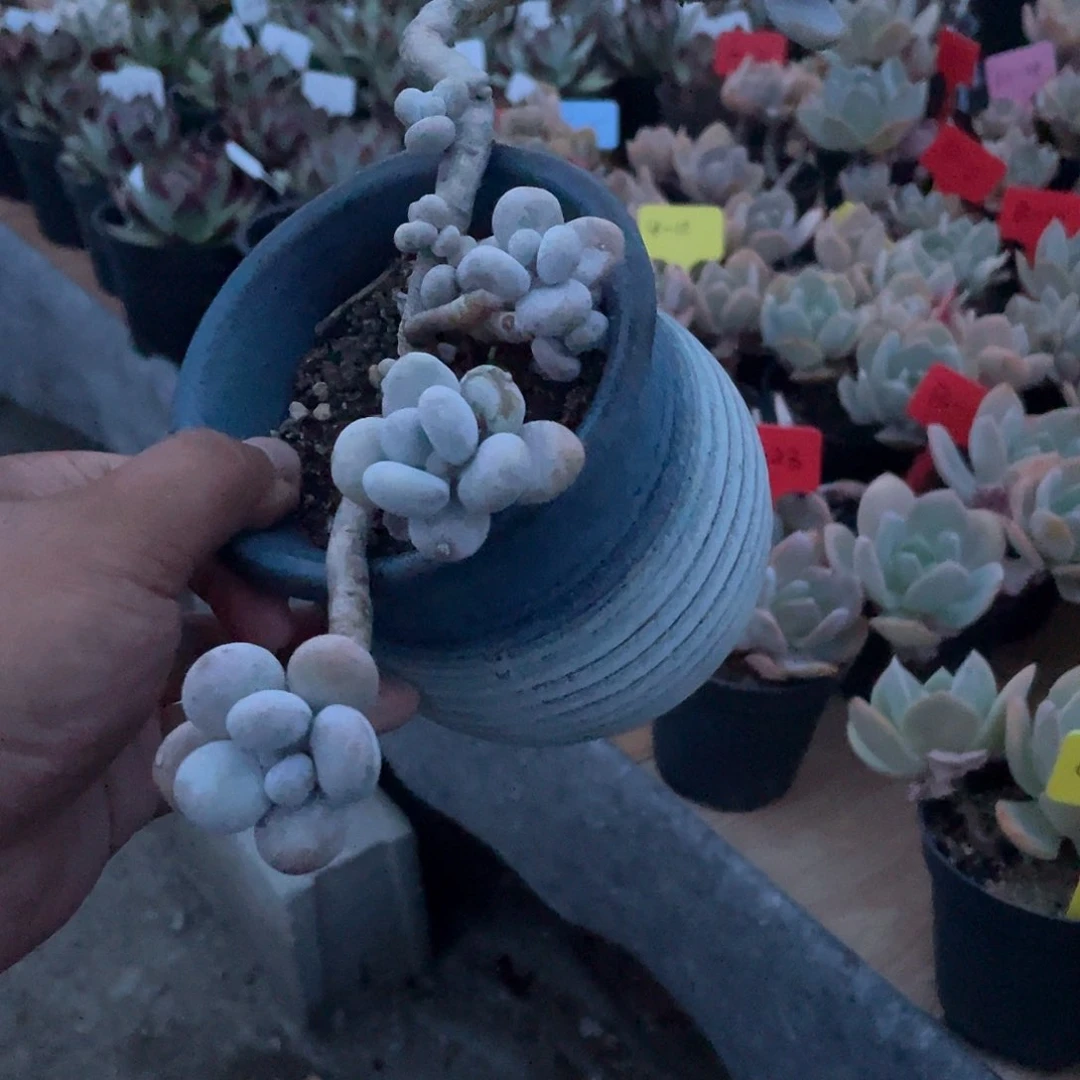 X***L0212  颜美人  六月六