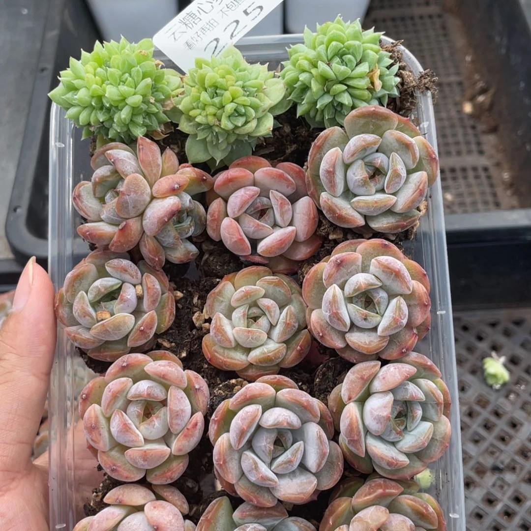 云糖心多肉植物225