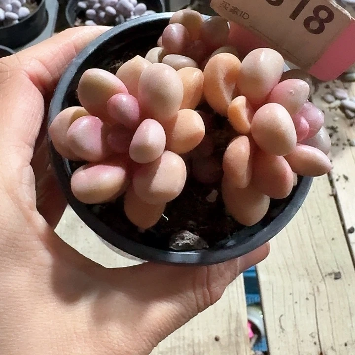 ?****xv x c g y g g g g y 318