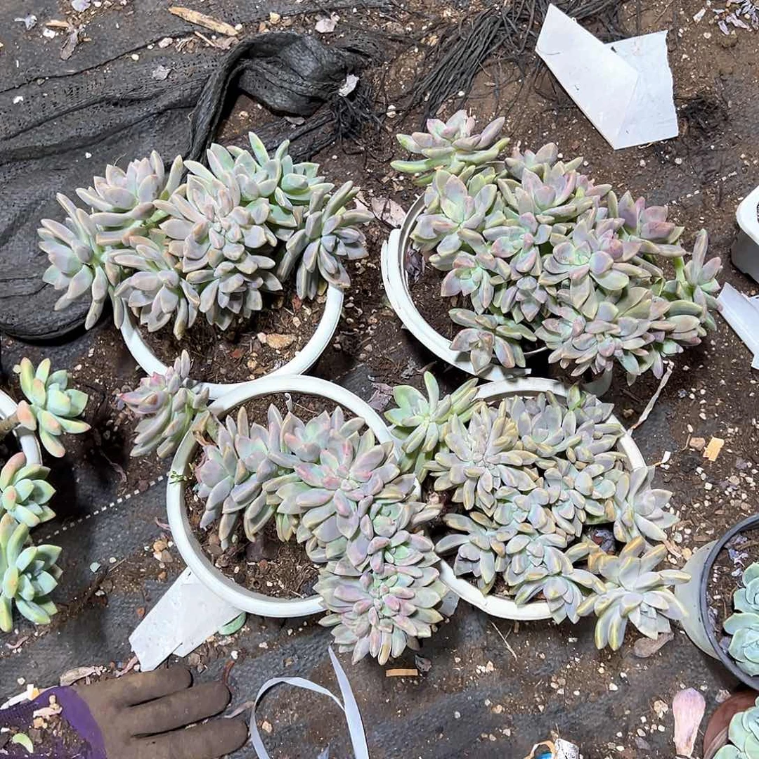 真***炜多肉植物一物一拍