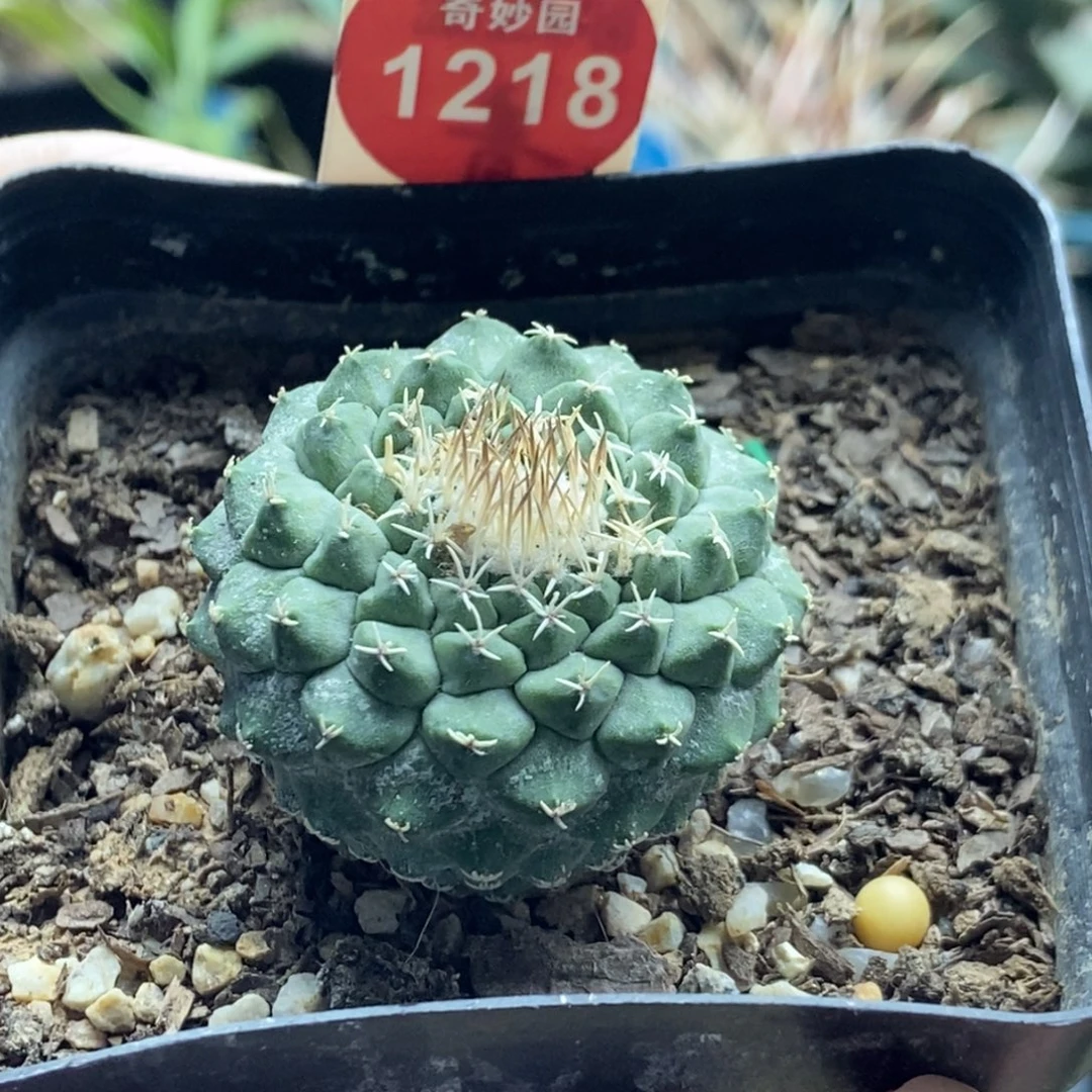 实生母本菊水3.4cm一棵仙人球