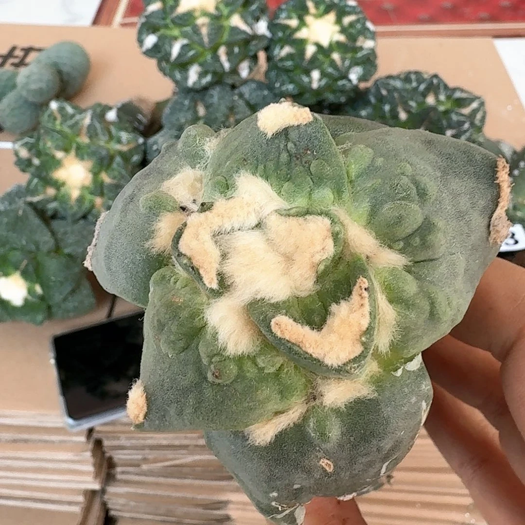 【闪购商品】无花朵大尤村主怒涛216