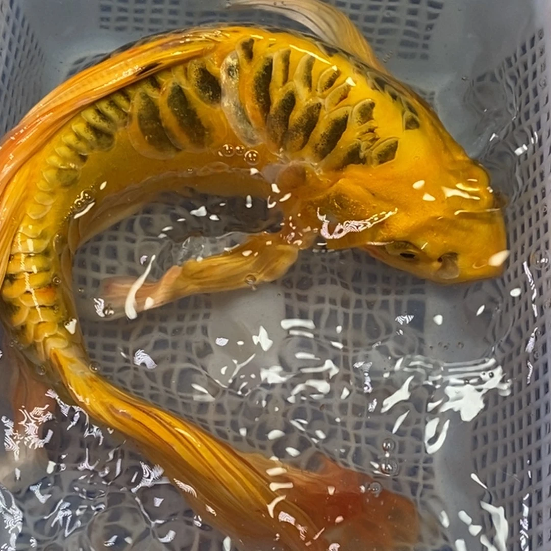 海水鱼锦鲤（无开箱视频不售后）