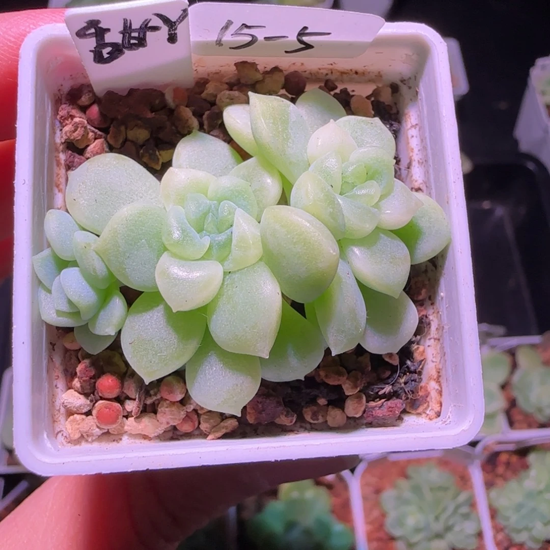 甜言财富15-5三头群生不包整