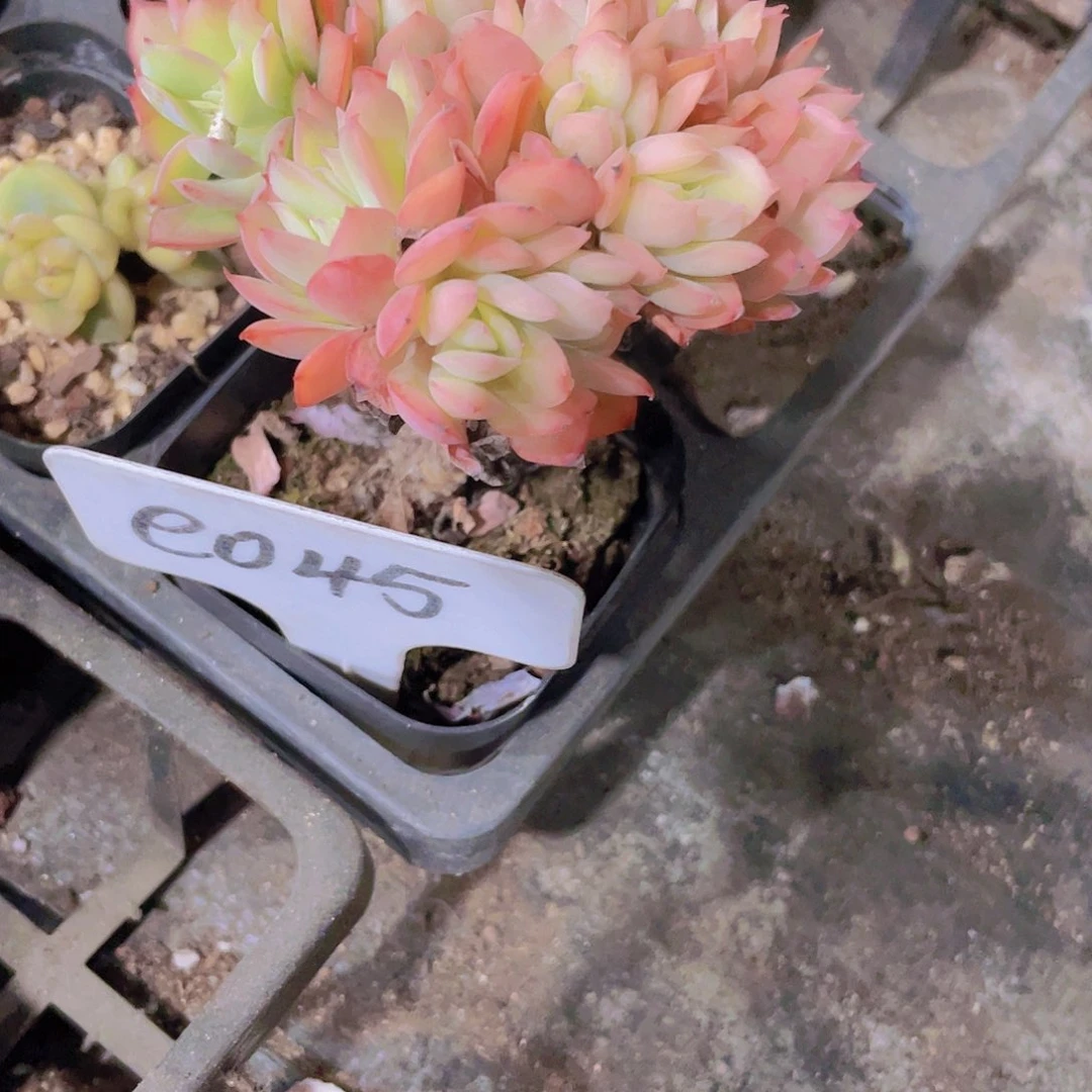 小*绮罗e045一物一拍