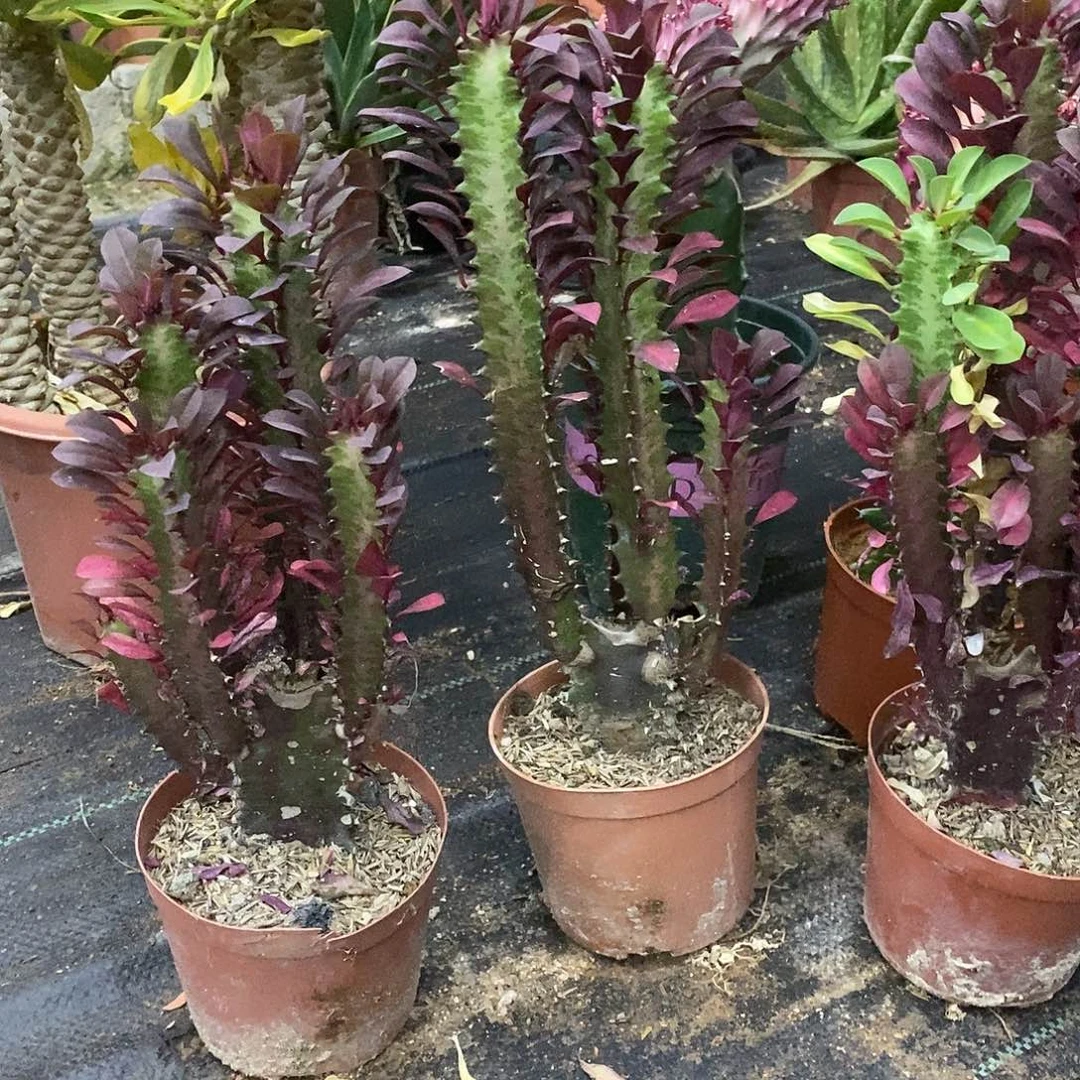 红龙骨一物一拍一颗