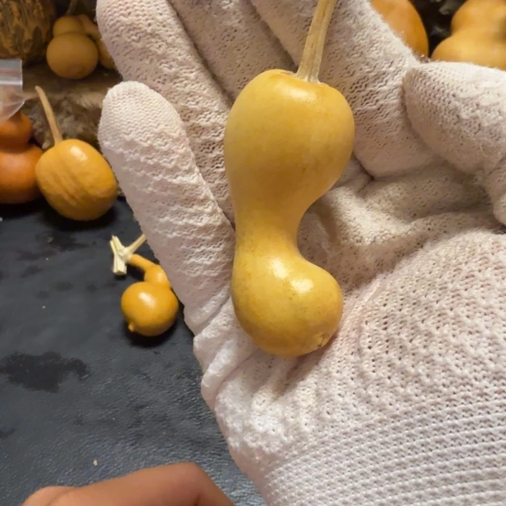 小****66……………………………………