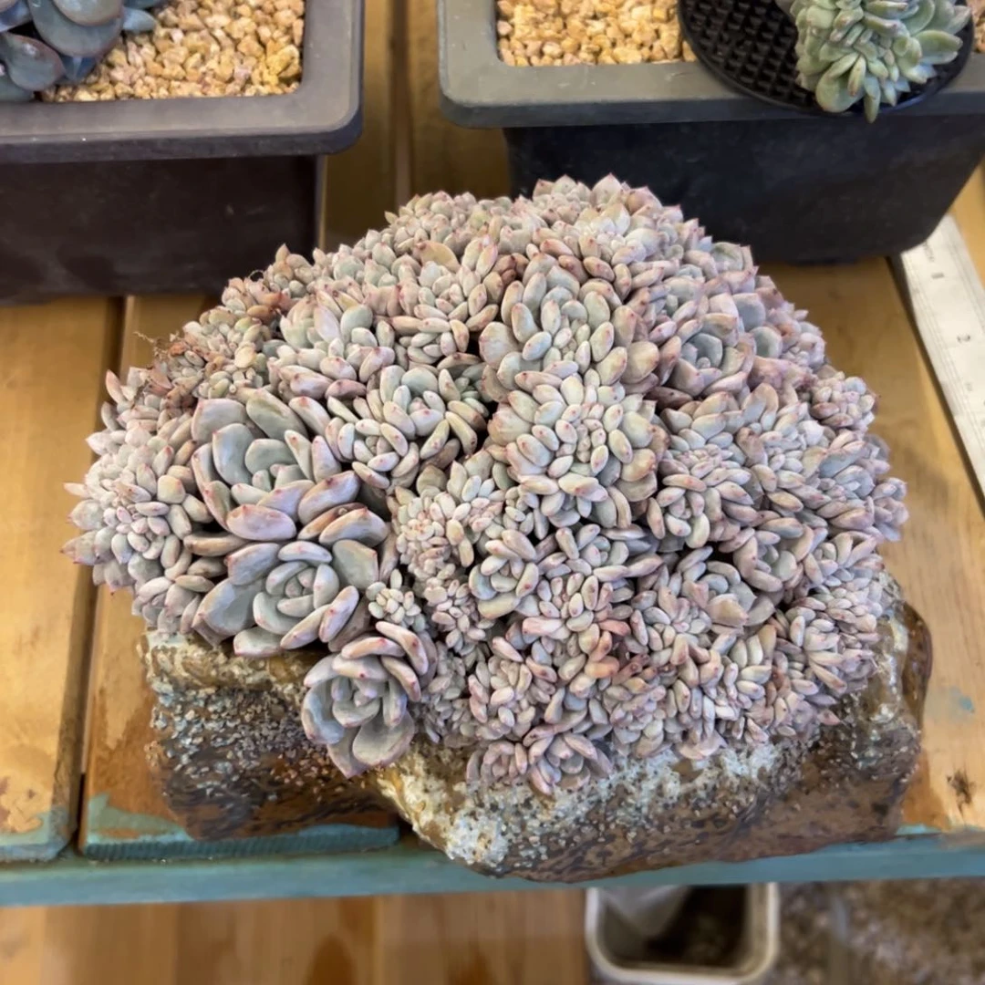 芋****?星影总额880补差价200
