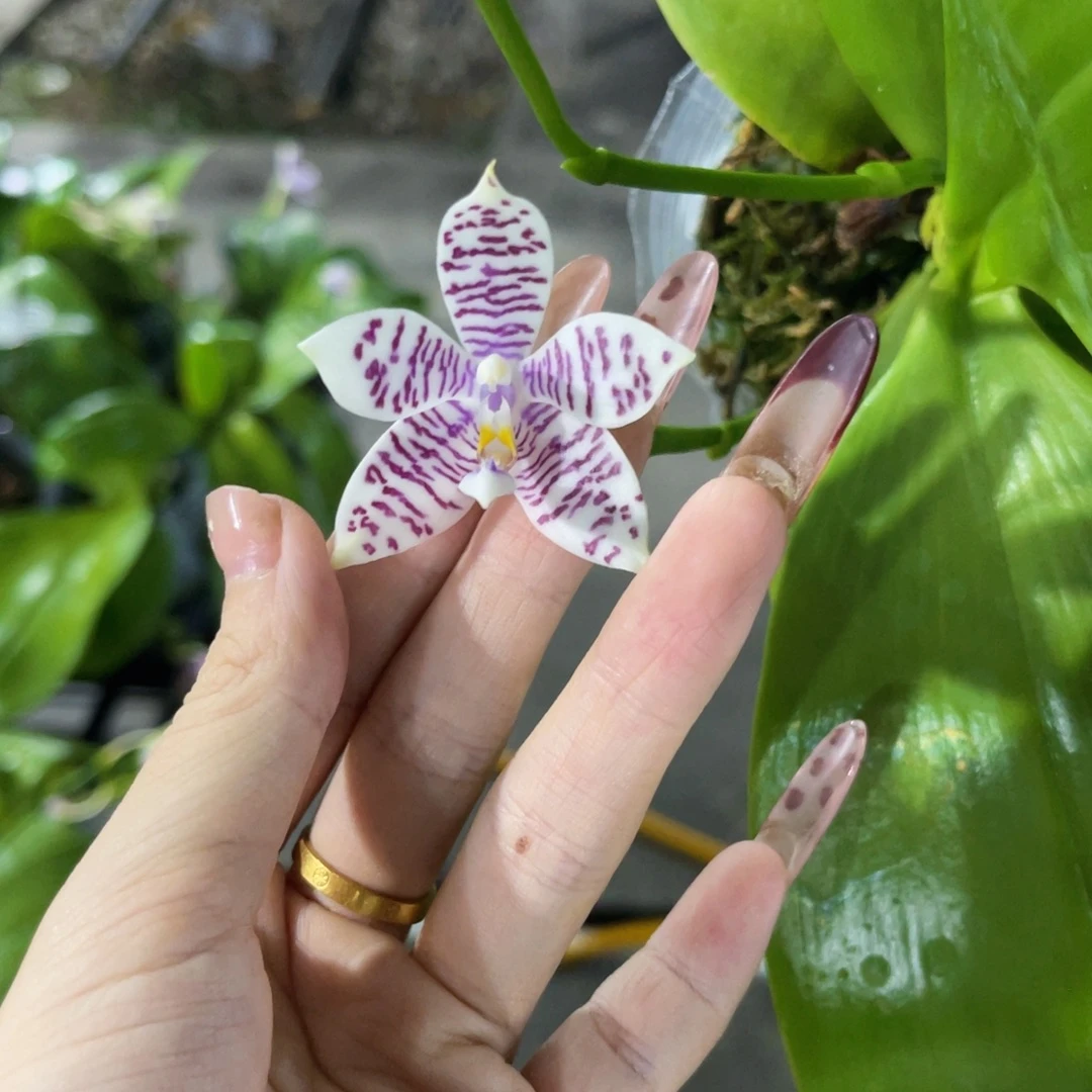 无花朵24蝴蝶兰原生柳林3512