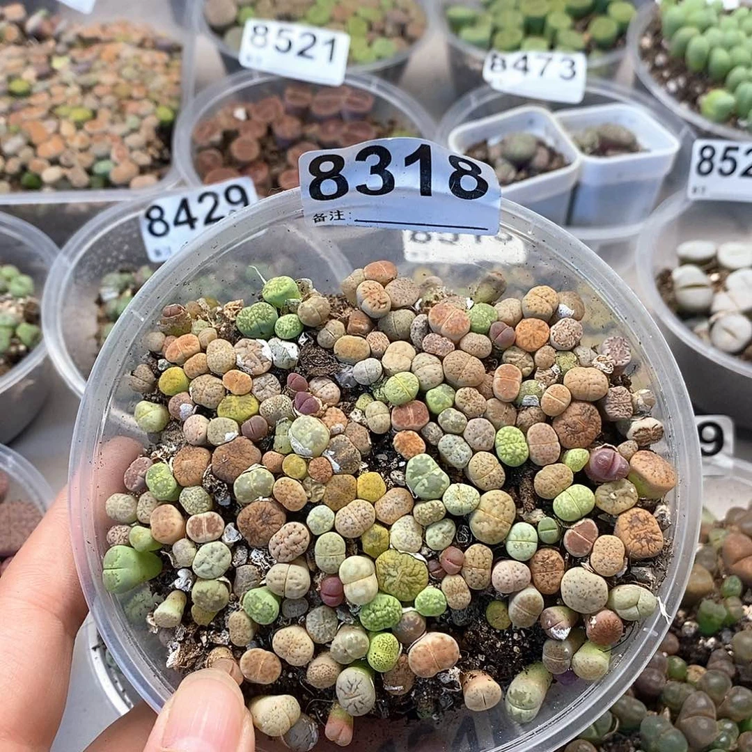 8318龙卡咯彩混了