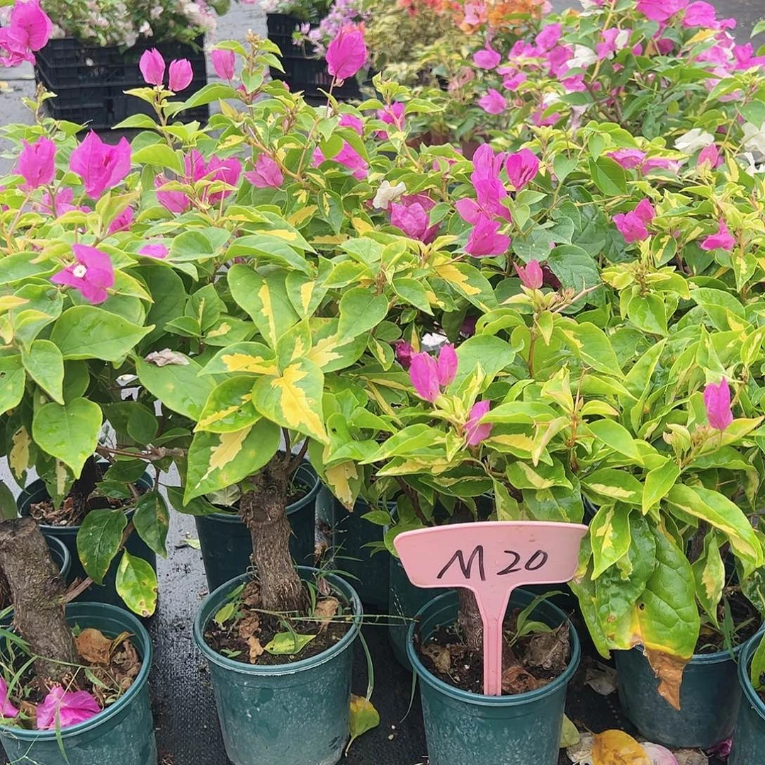 大部分花苞少量开放M20金心双色掌中宝一颗