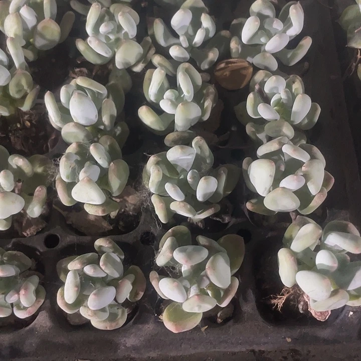 小苹果奶带土发货
