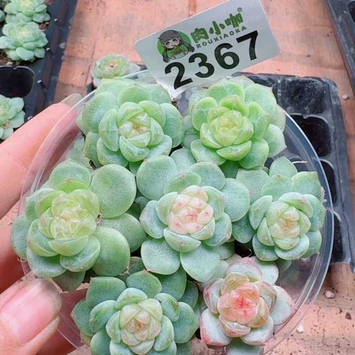 粒***粒多肉植物多肉植物