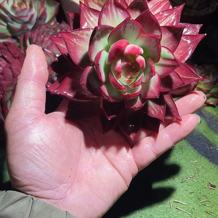 惊鸿仙子多肉植物88990