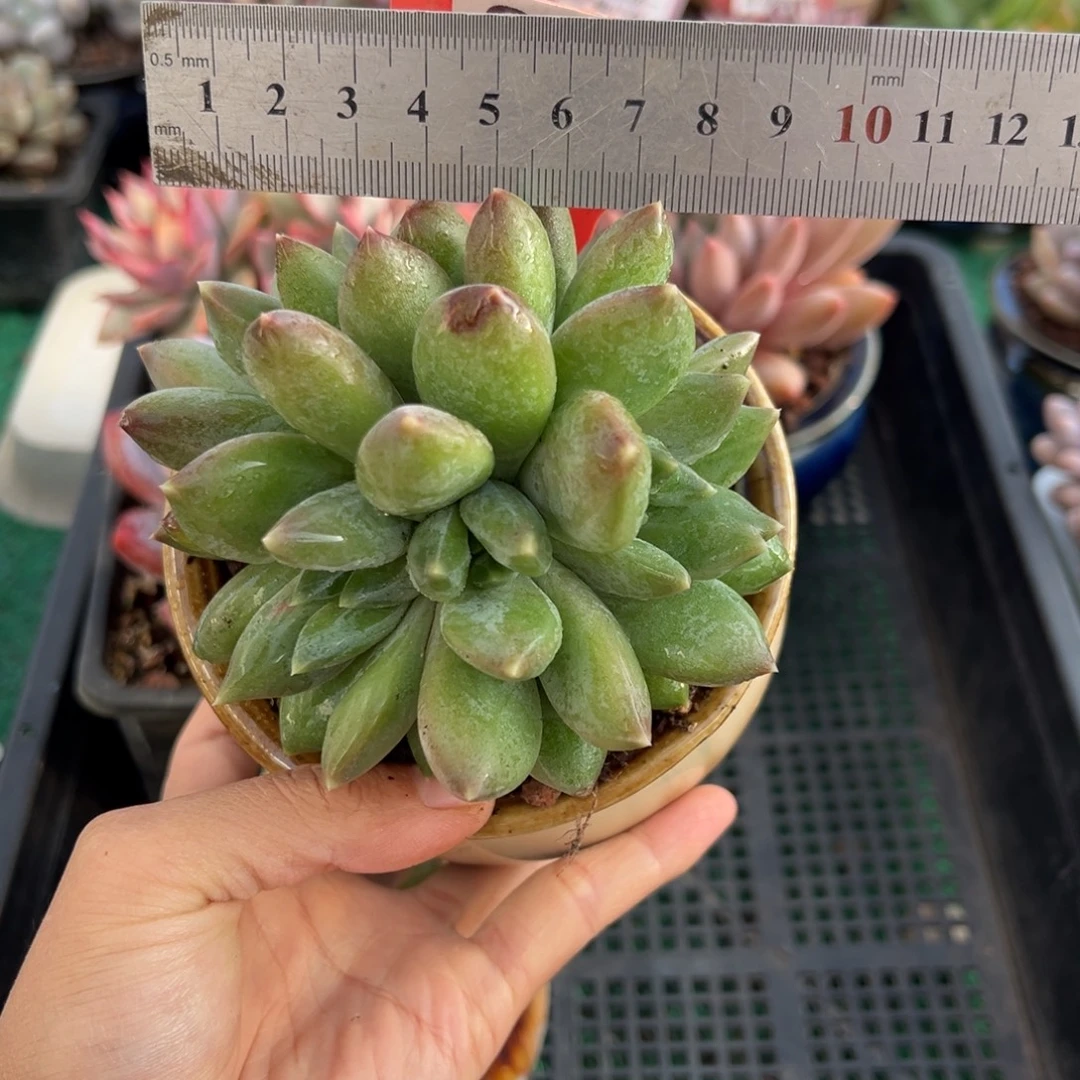 表妹精品多肉植物040.