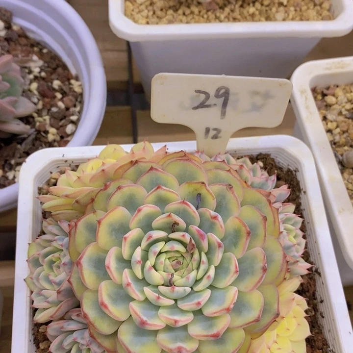 开心多肉，一物一拍