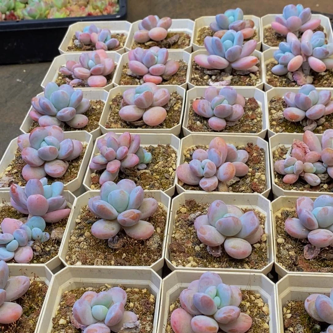 545多肉植物保护研究所所长