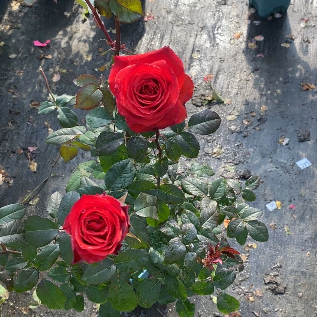 无花朵厄瓜多尔布罗莫土球