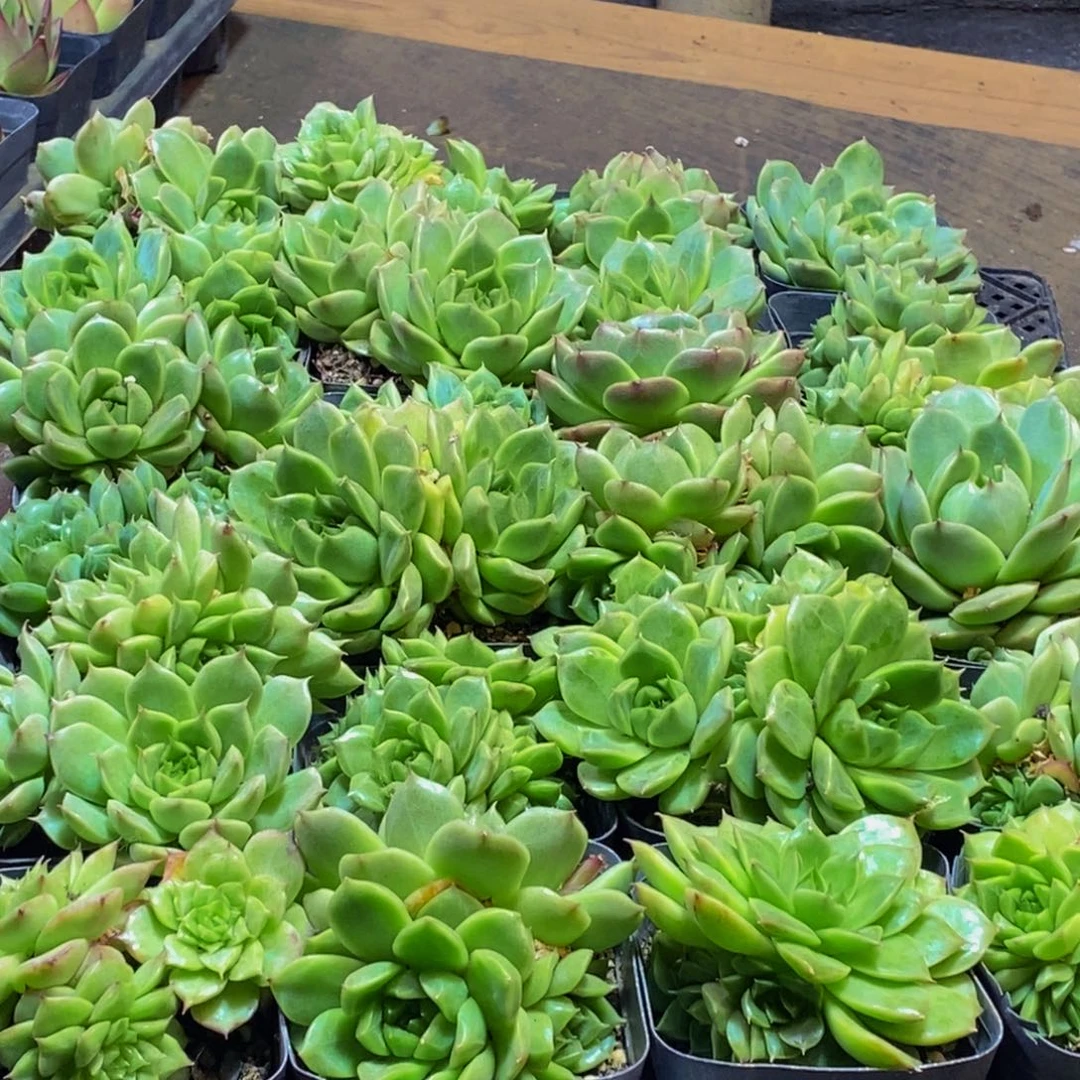 361多肉植物保护研究所所长助理