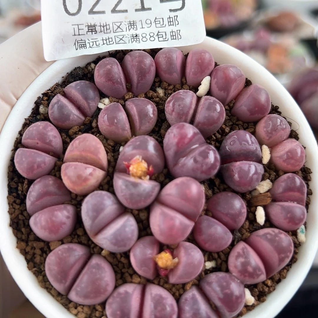 好养易活生石花大母本0221