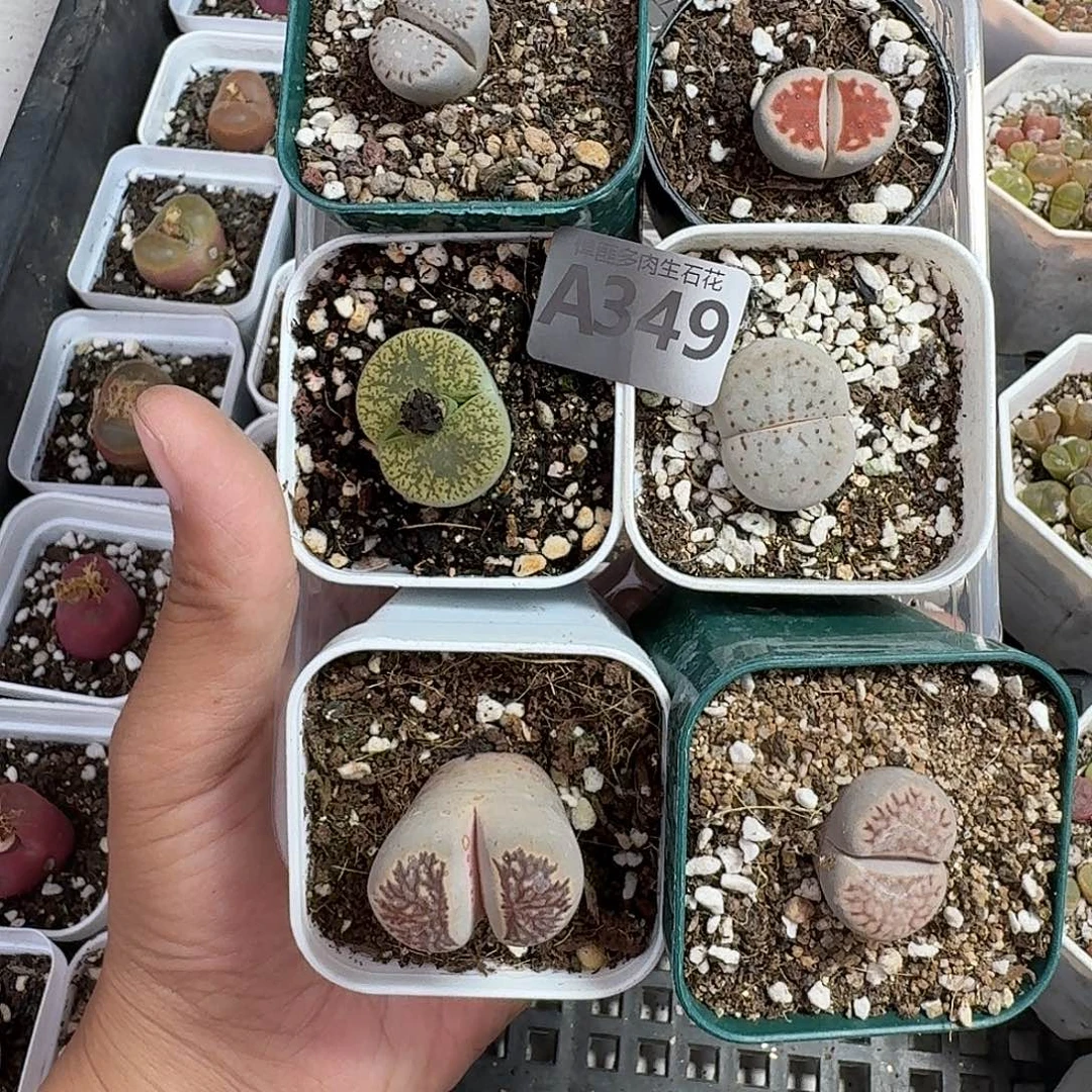 349多肉植物多肉植物